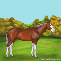 Horse Color:Silver Bay Splash 