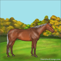 Horse Color:Silver Bay 