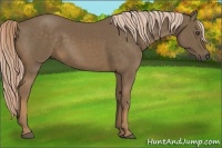 Horse Color:Chocolate Palomino 