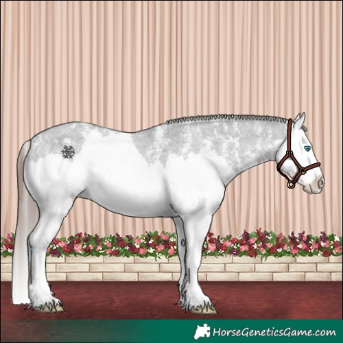 Horse Color:Liver Chestnut Sabino Splash Appaloosa 