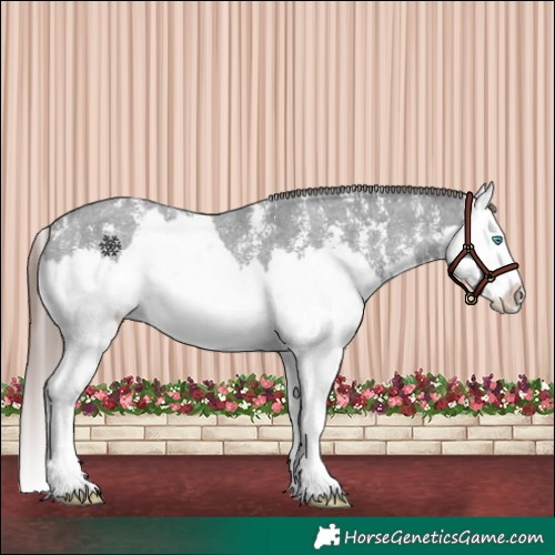Horse Color:Liver Chestnut Sabino Splash Appaloosa 