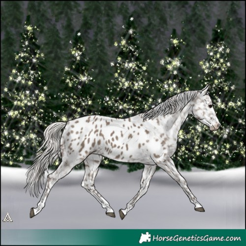Horse Color:Silver Grullo Appaloosa 