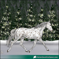 Horse Color:Silver Grullo Appaloosa 