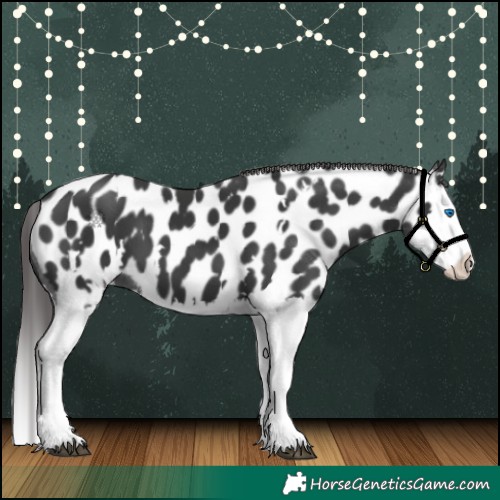Horse Color:White Spotted Black Splash Appaloosa 