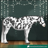 Horse Color:White Spotted Black Splash Appaloosa