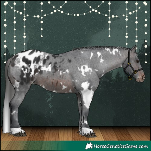 Horse Color:White Spotted Brown Appaloosa