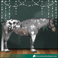 Horse Color:White Spotted Brown Appaloosa 