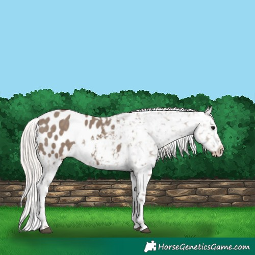 Horse Color:Silver Grullo Appaloosa 