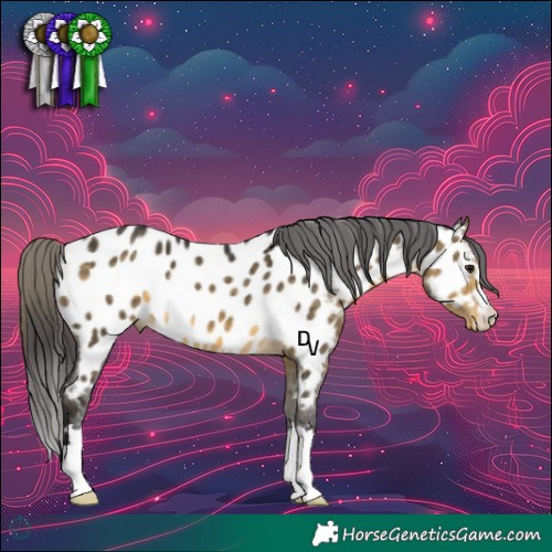 Horse Color:Buckskin Appaloosa 