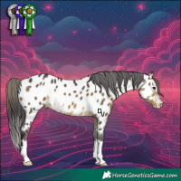 Horse Color:Buckskin Appaloosa 
