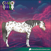 Horse Color:Buckskin Appaloosa 
