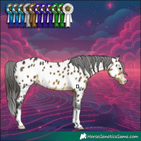 Horse Color:Buckskin Appaloosa 