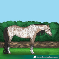 Horse Color:Brown Dun  and Brown Dun Frame 