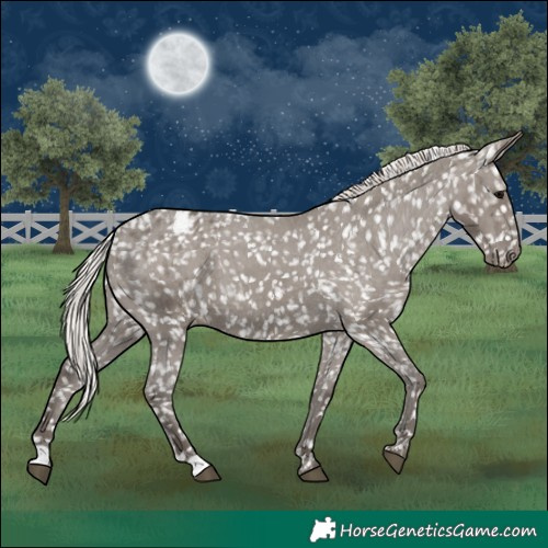 Horse Color:Silver Grullo Appaloosa
