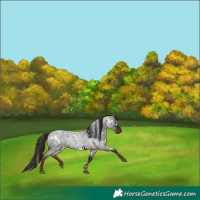 Horse Color:White Spotted Liver Red Roan