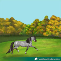 Horse Color:White Spotted Liver Red Roan 