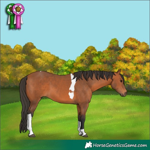 Horse Color:Bay Tobiano 