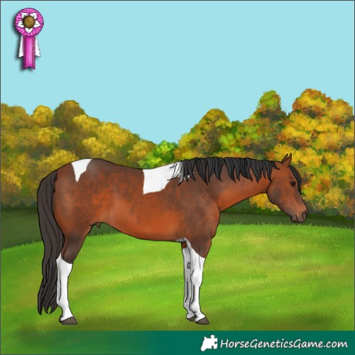 Horse Color:Bay Tobiano 