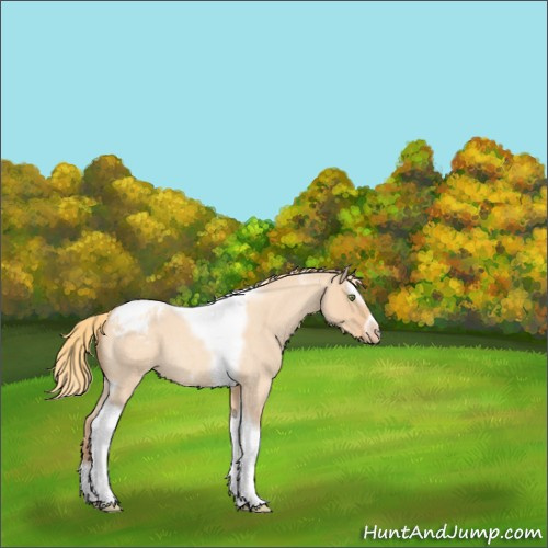 Horse Color:Gold Champagne Roan Dun Splash Tobiano Frame Varnish Rabicano