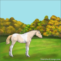 Horse Color:Gold Champagne Roan Dun Splash Tobiano Frame Varnish Rabicano 