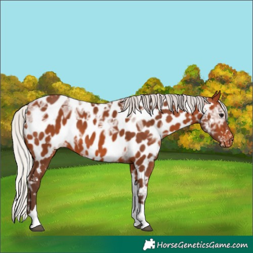 Horse Color:Silver Bay Ice Tobiano Appaloosa 