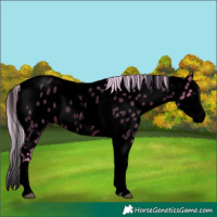 Horse Color:Void Watercolor Silver Brown Roan Splash Tobiano Near Leopard