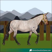 Horse Color:Bay Roan Dun 