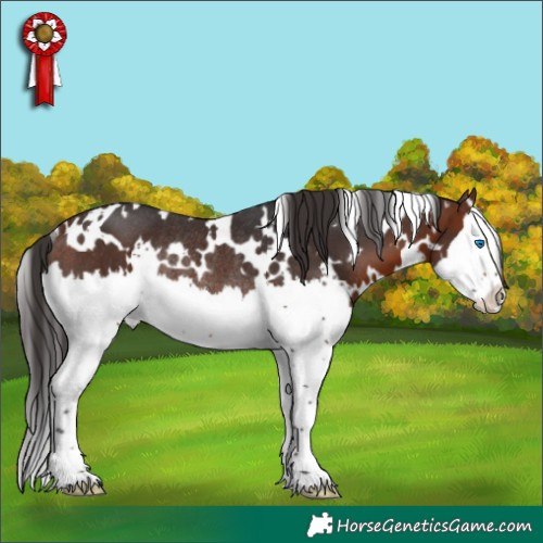 Horse Color:White Spotted Bay Splash Rabicano 