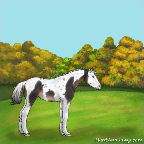 Horse Color:Liver Chestnut Splash Tobiano 