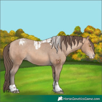 Horse Color:Amber Champagne Sabino Tobiano Varnish  and Amber Champagne Sabino Tobiano Varnish 
