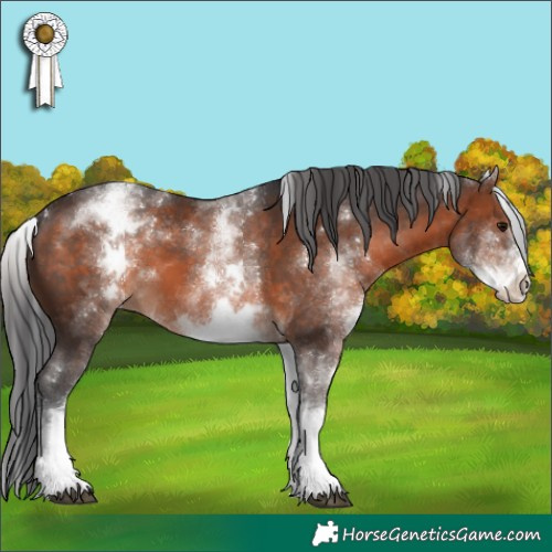Horse Color:White Spotted Brown 