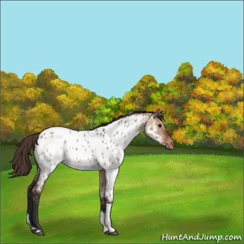 Horse Color:Brown Dun Tobiano Appaloosa 