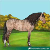 Horse Color:Brown Dun  and Sable Champagne Dun 