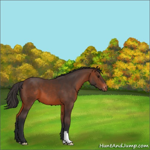 Horse Color:Brown Appaloosa 