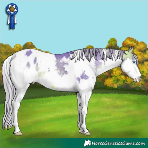 Horse Color:Watercolor White Spotted Buckskin Splash Appaloosa 