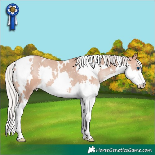 Horse Color:White Spotted Silver Amber Champagne Splash 