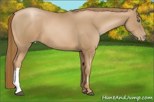 Horse Color:Chestnut Pearl