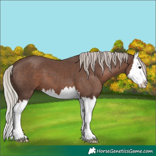 Horse Color:Silver Black Splash 