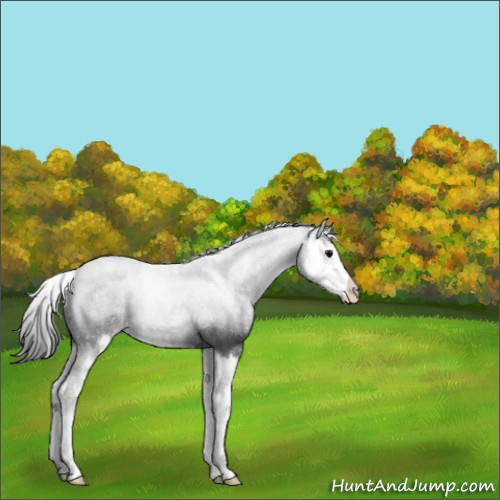Horse Color:Blue Roan Splash 