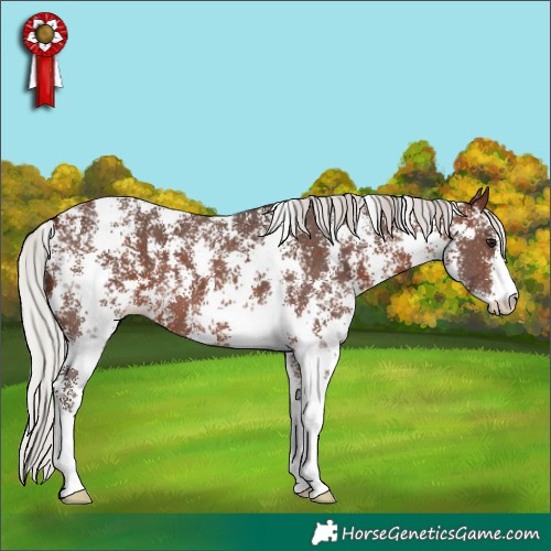 Horse Color:Silver Brown Sabino 