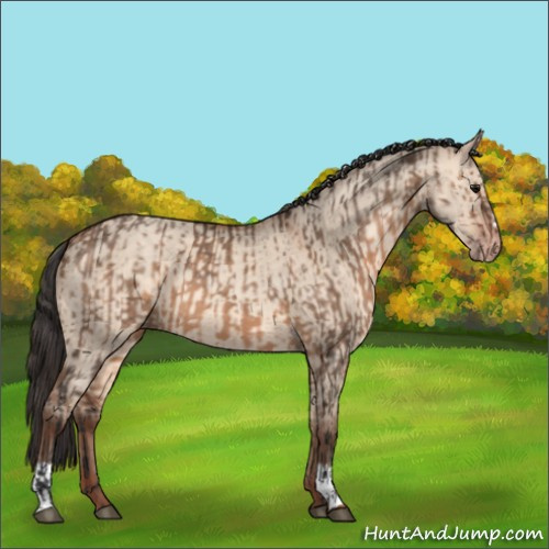 Horse Color:Bay Dun and Amber Champagne Dun