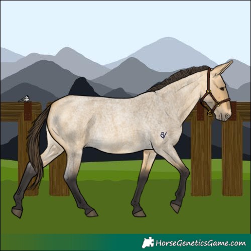 Horse Color:Buckskin Roan Dun