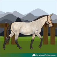 Horse Color:Buckskin Roan Dun 
