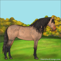Horse Color:Bay Dun  and Bay Dun Rabicano 