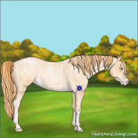 Horse Color:Buckskin Roan Pearl and Buckskin Roan Pearl