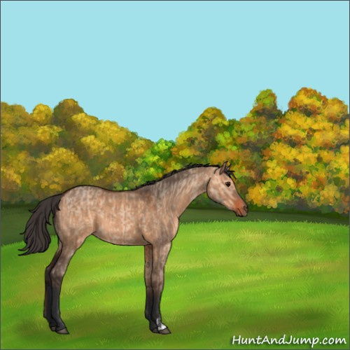 Horse Color:Bay Dun  and Bay Dun 