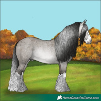 Horse Color:Gray Grullo Roan Splash 