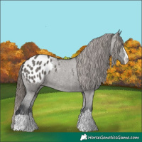 Horse Color:Grullo Appaloosa Rabicano 