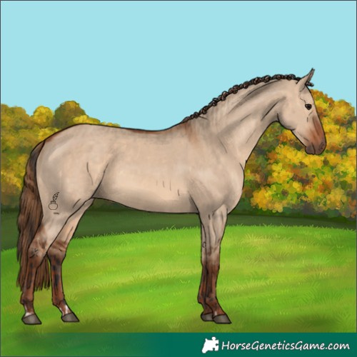 Horse Color:Bay Dun and Red Dun