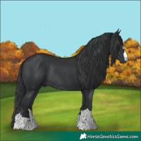 Horse Color:Black Rabicano 